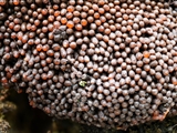 Tubulifera arachnoidea (Synonym: Tubifera ferruginosa) ist im jungen Zustand zuerst weiß, dann orangerot bis scharlachrot und erinnert in dieser Phase an eine Himbeere. Vor der Reife dann dunkelbraun bis schwarz.
